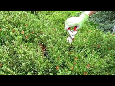 How-to Prune Evergreens