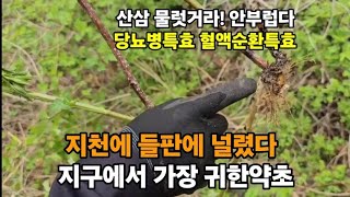 한국 야산들판 지천에 널림! 세상에서 제일비싼 약초! 상황버섯보다 20배 비싸다! #찔레뿌리효능 #찔레효능 …