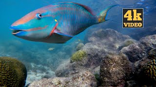 Relaxing 4K Underwater Caribbean Sea Life in Curacao / Caribbean Ocean Aquarium Ambience  Soundscape