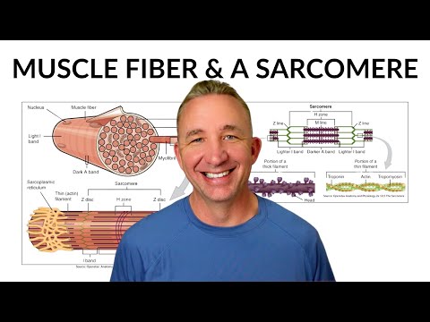 Sarcomere: The Contractile Unit of a Muscle | Muscular System