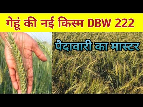 Wheat Seed Dbw 222