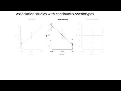 MCB 182 Lecture 12.5 - GWAS for continuous phenotypes, effect size versus statistical significance