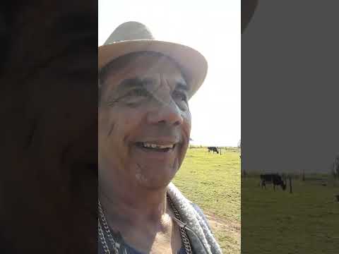 Tapira pr julho 2025