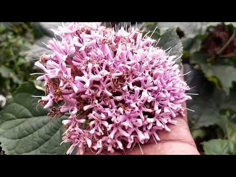 , title : 'How to Care & Cultivate Clerodendrum bungei'