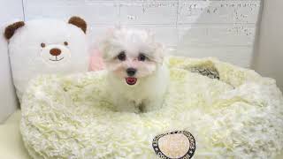 マルチーズの動画01