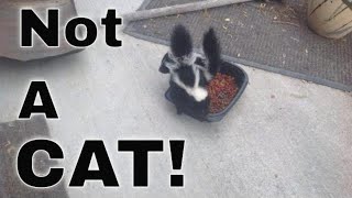 When trapping cats you might trap skunks - How to safely release a skunk without getting sprayed