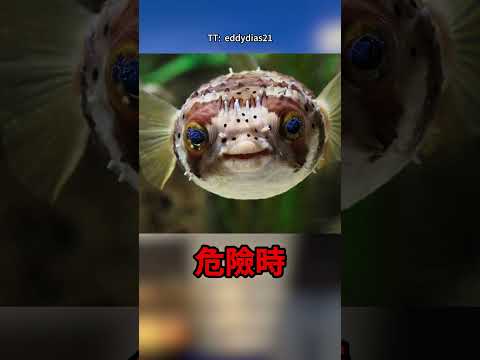 別被河豚可愛外表騙了，牠其實超危險！🐡🫢
