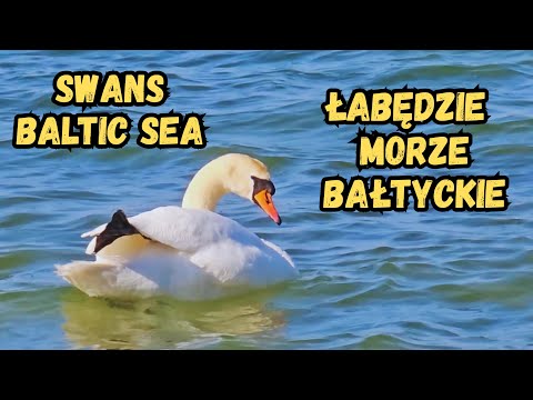 Swans Baltic Sea 4K Łabędź niemy  Bałtyk #swans #swan #birds #лебедь #magpielensx