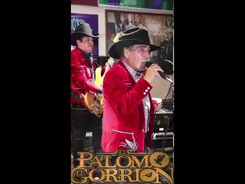 La novia del pajarillo / EL PALOMO Y EL GORRION / VIDEO VERTICAL