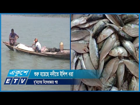 নিষেধাজ্ঞা ওঠে যাওয়ায় মধ্যরাত থেকে শুরু হয়েছে নদীতে ইলিশ ধরা