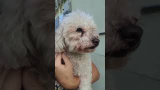We have reported & posted to all the proper sites in hopes we can find her owner. We have reported & posted to all the proper sites in hopes we can find her owner.