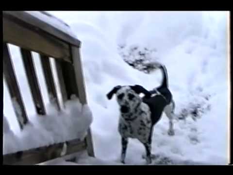 luviweb.it - Bailey il cane che adora la neve