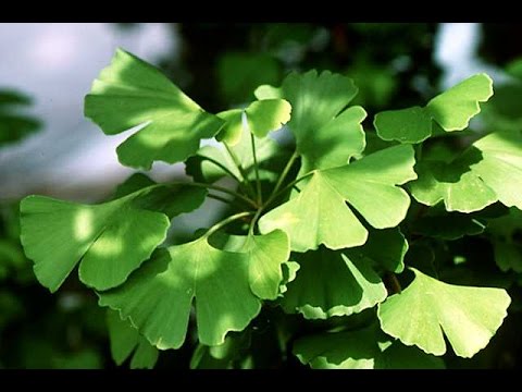 Ginkgo Biloba for Tinnitus - How Magical and Who For?