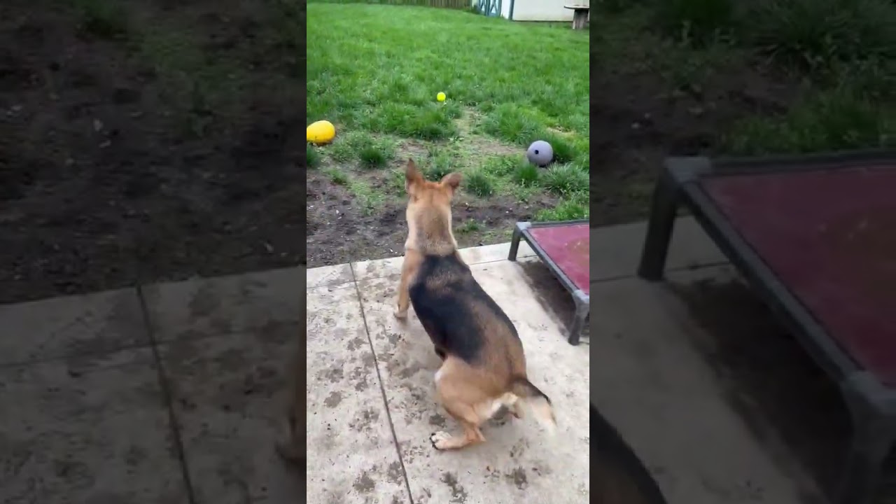 Enlarge Remington *Special needs*, an adoptable mixed breed in Dayton, OH video 6/6