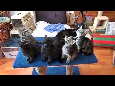 Kami & Her Kittens - Getting Ready For Adoption Vlog #2