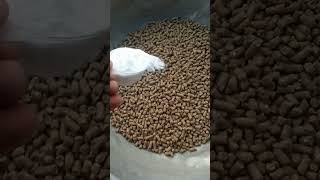 Download lagu cattle feed formula DAY 1 goldy dairy farm #dairyfarming #cattlefarm #cattlefeed #motivation mp3