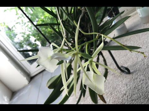 Brassavola and other orchid care