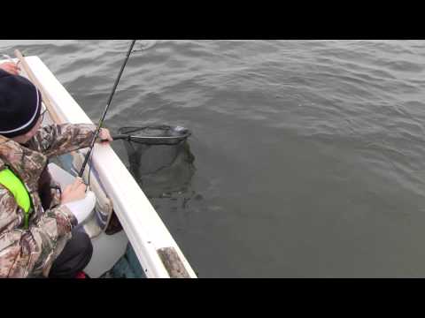 stiuca in golful holbina