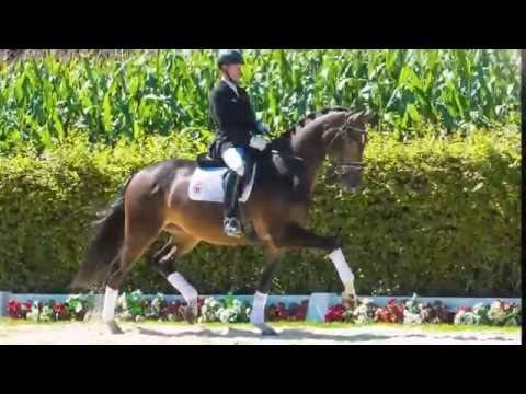 25 Donna Donella  Stute v. Don Juan de Hus -  Lamoureux II