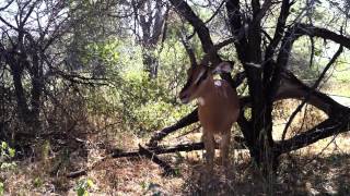 preview picture of video 'Black Impala - Etosha.MOV'