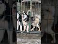 Husky Dance Video Dog Cat Animal Dance Trendingshorts Shorts Fypシ゚viral