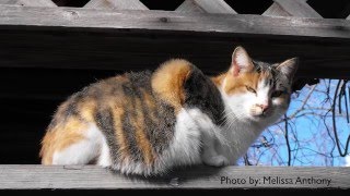 How to Get Rid of Stray Cats - DIY Pest Control
