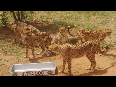Rescued Cheetah Wants To Attack a Man | Michelle Goosen