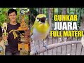 PLECI BUXTONI Gunkar Juara Full Materi Josss Roltembak