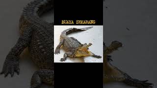 Download lagu Cobra Vs Buaya #shorts #buaya #fyp #ypp mp3 Download lagu Cobra Vs Buaya #shorts #buaya #fyp #ypp mp3
