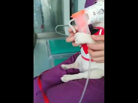 funniest animal videos of 2022 - funny golden retriever dogs and cutest golden puppies  V.18470 #fu