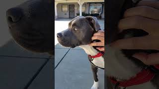Video preview image #1 American Pit Bull Terrier-Unknown Mix Puppy For Sale in San Jose, CA, USA