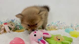 ポメラニアンの動画01