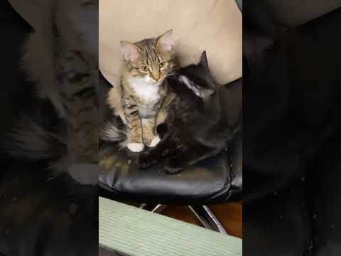 "You Will Always Be My Baby"