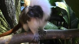 preview picture of video 'Lisztaffen im Zoo Salzburg (Cotton-top tamarin)'