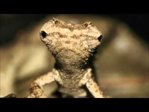 Smallest Chameleon Discovered