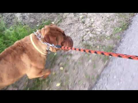 Dr Miroljub Petrović - Izolacija - Dok psi laju ...