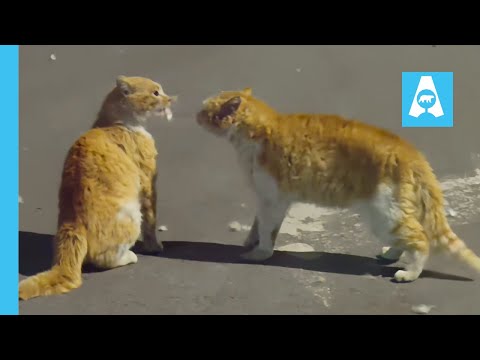 Two Street Cats Battle for Territory 🐱
