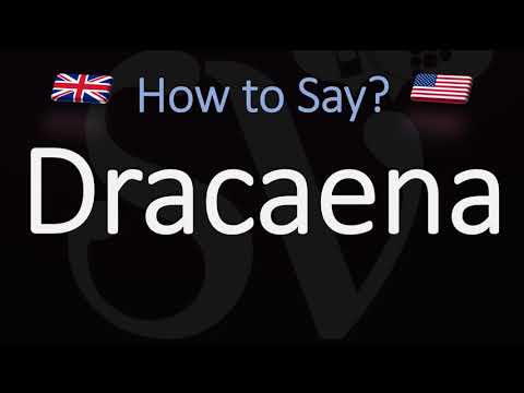 How to Pronounce Dracaena? (CORRECTLY)