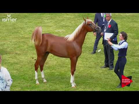 N.27 BS KADJAR - Strohen 2018 C European