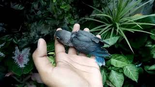 Download lagu Hasil Anakan Lb Batman dan Euwing mp3 Download lagu Hasil Anakan Lb Batman dan Euwing mp3