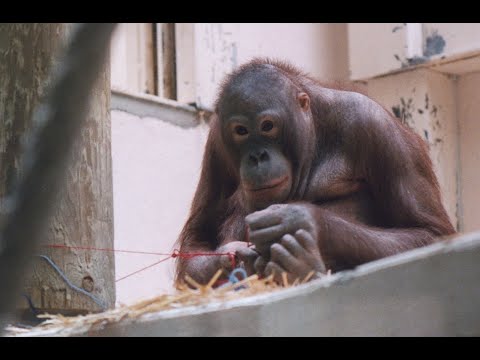Amazing Apes Knots #1  |  Can An Orangutan Tie Knots?