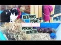 Keeping Your Rabbit Warm During Winter | RosieBunneh