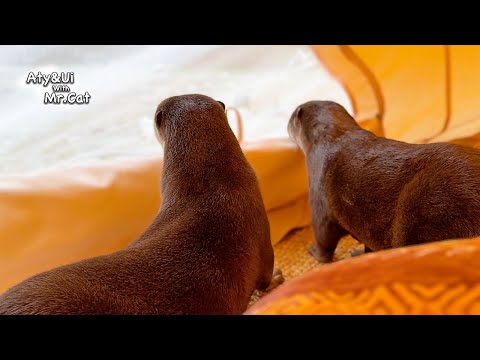 Otters Lose Sense of Wildness in Stylish Camp [Otter Life Day 914]