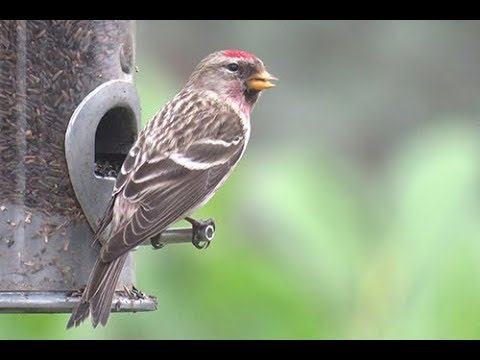 Common/Mealy Redpoll. Chobham 23/02/19