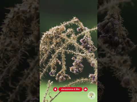 Winter-Rückschnitt: Warum 20–50 cm Stängel tausende Insekten retten