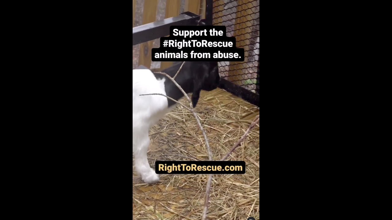 Open Rescue Saved This Baby Goats Life