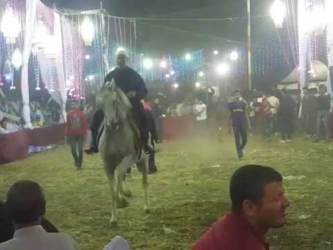 رقص خيول عربيه _167