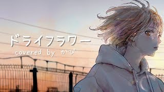 ドライフラワー/優里 covered by かぴ