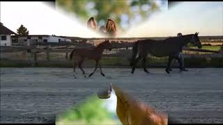 Video of Dancing Sunlight
