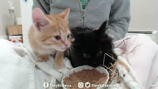 Intake with super floofy feral kitten - TinyKittens.com